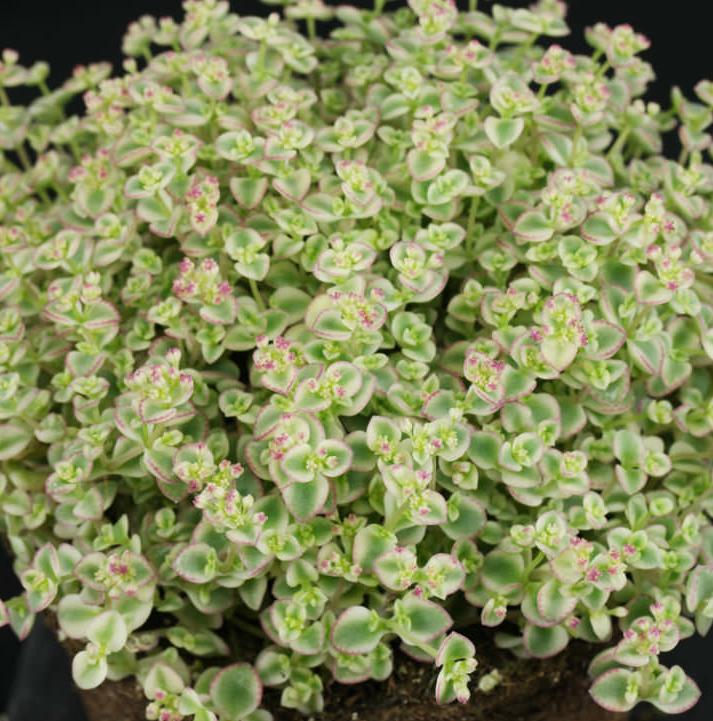 Превью изображения