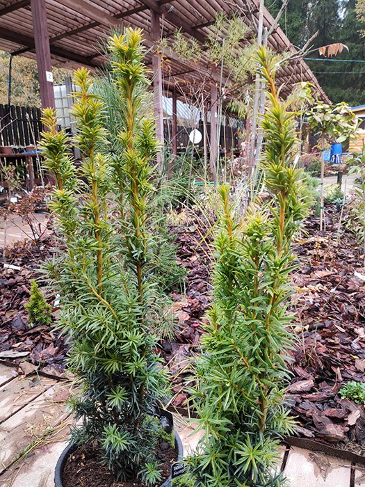 Превью изображения