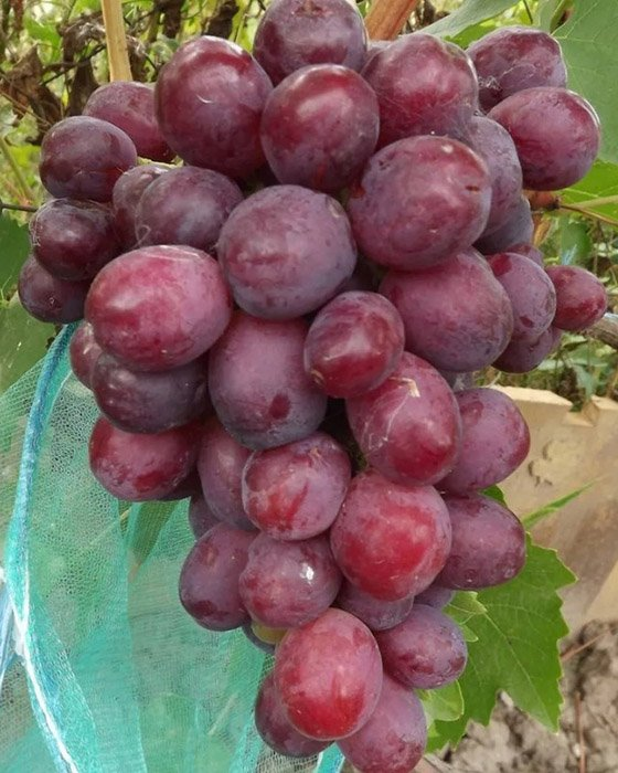 Превью изображения