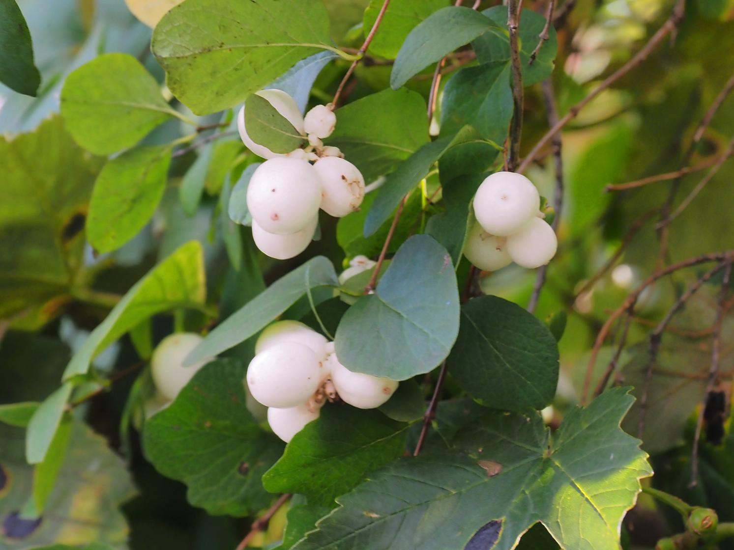 Превью изображения