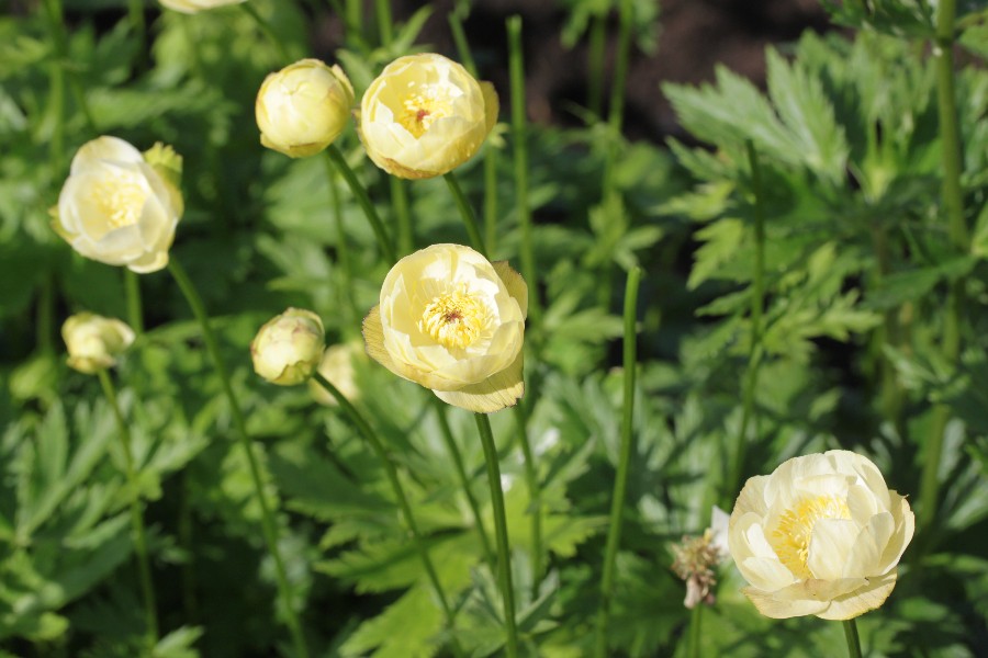 Превью изображения