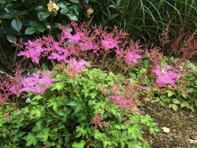 Превью изображения