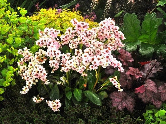 Превью изображения