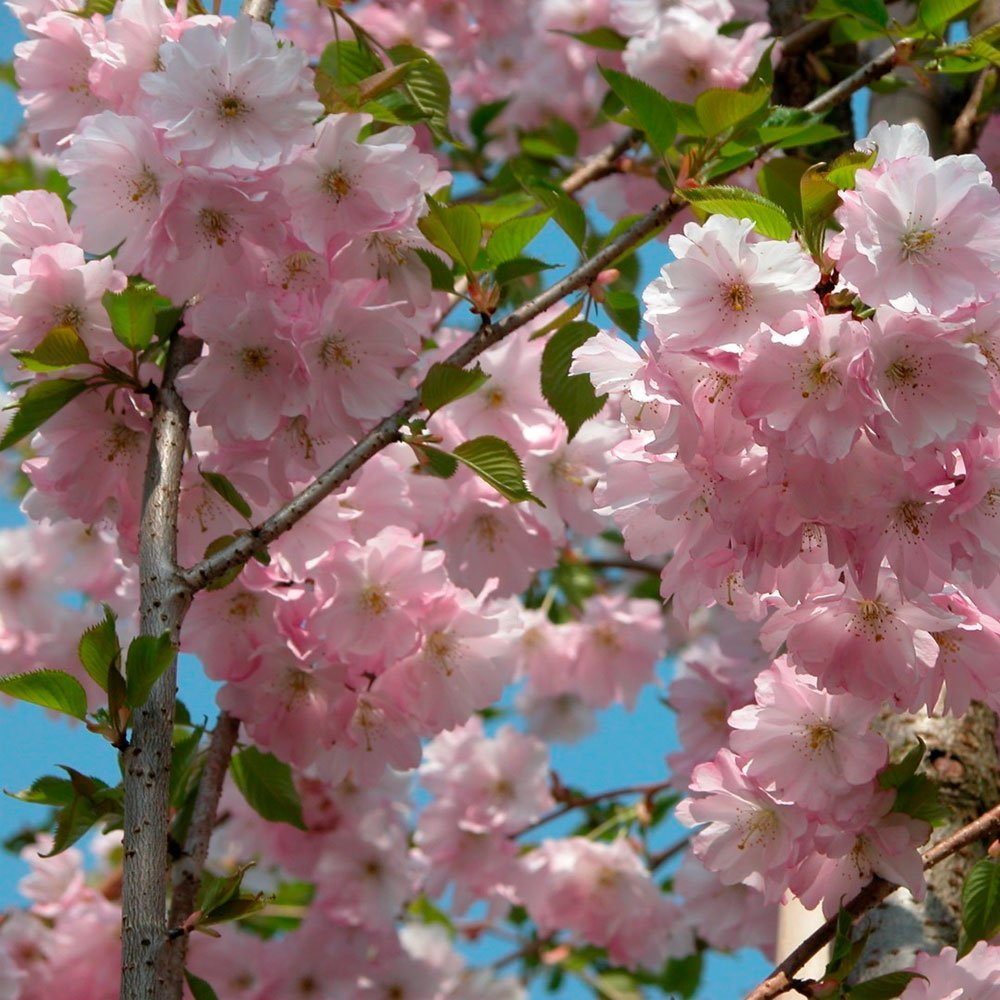 Превью изображения