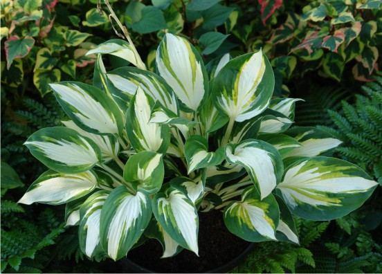 Превью изображения