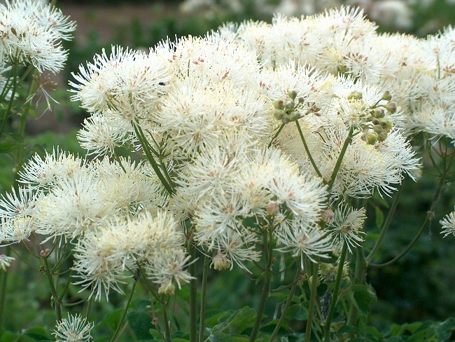 Превью изображения