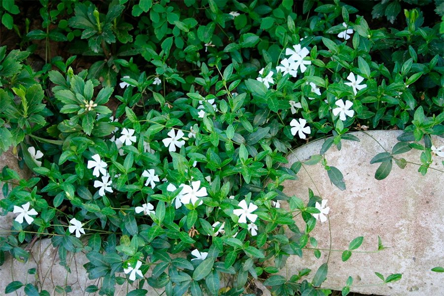 Превью изображения