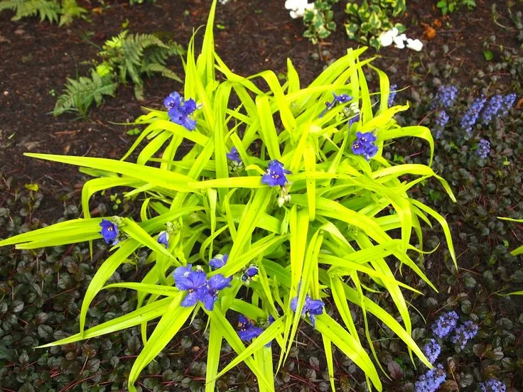 Превью изображения