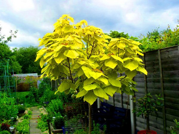 Превью изображения