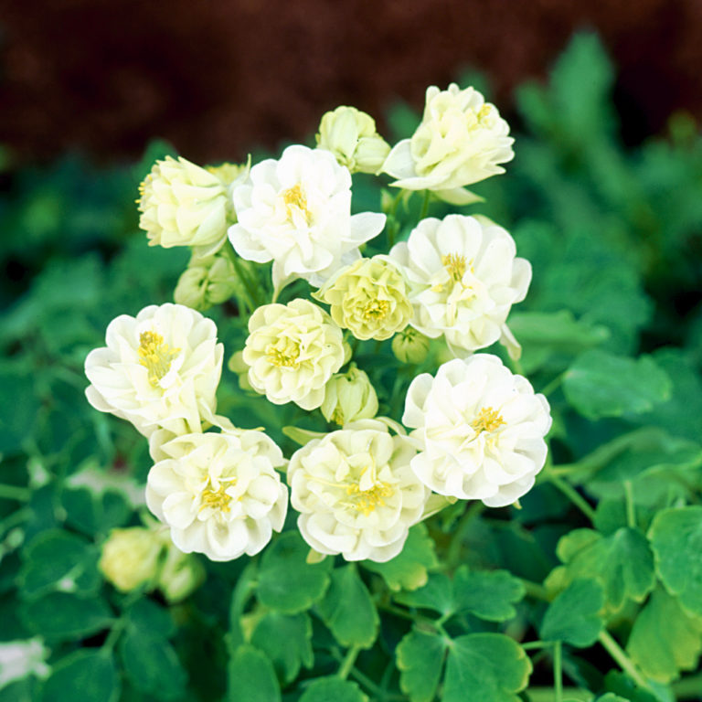 Превью изображения