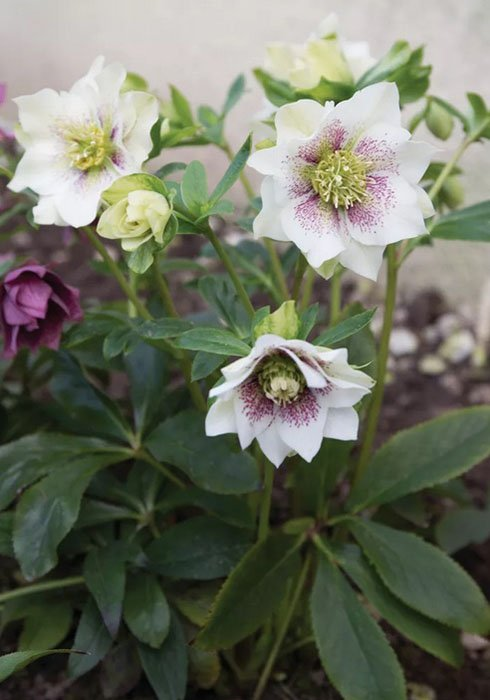 Превью изображения