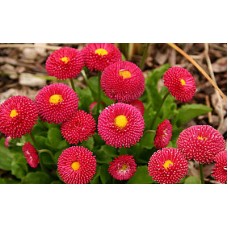 Превью изображения