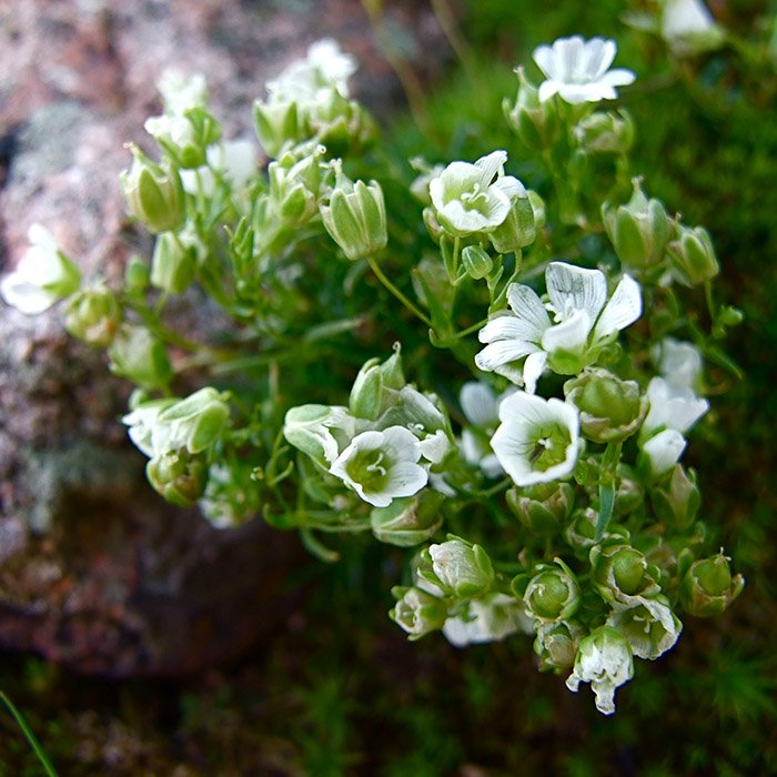 Превью изображения
