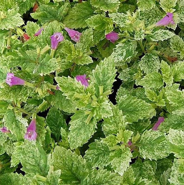 Превью изображения