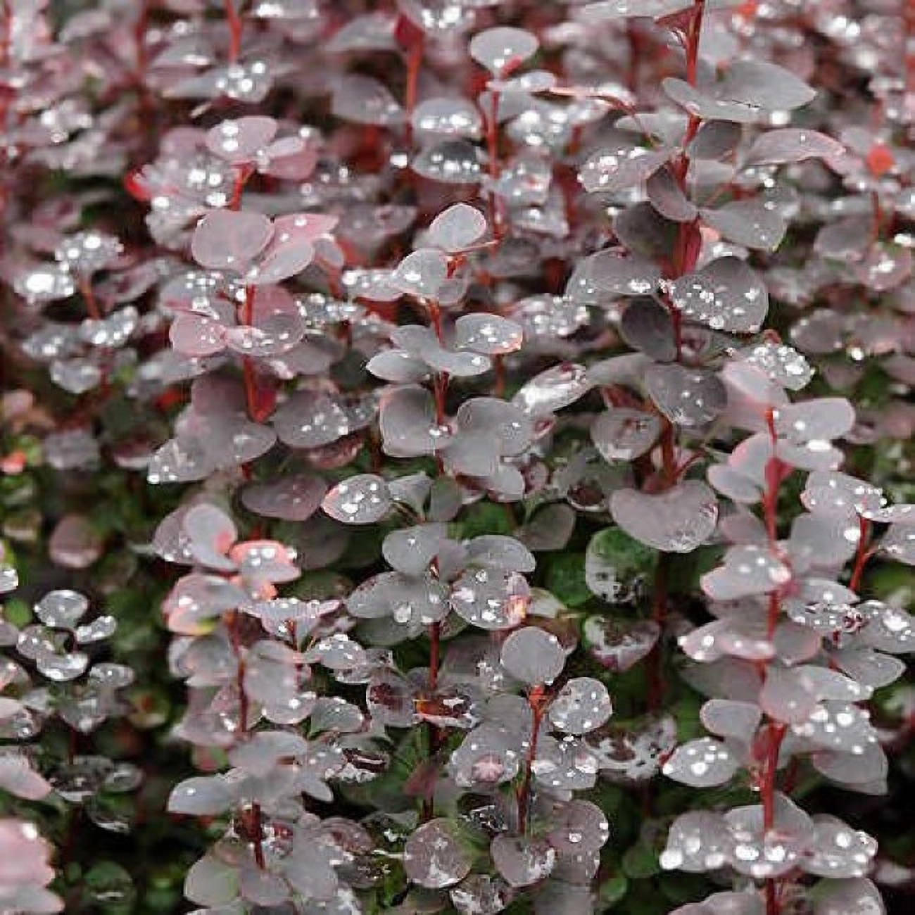 Превью изображения