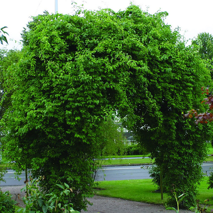 Превью изображения