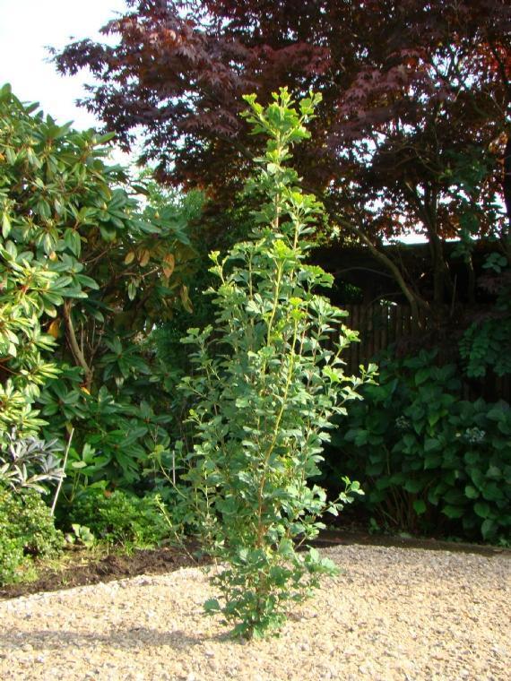 Превью изображения