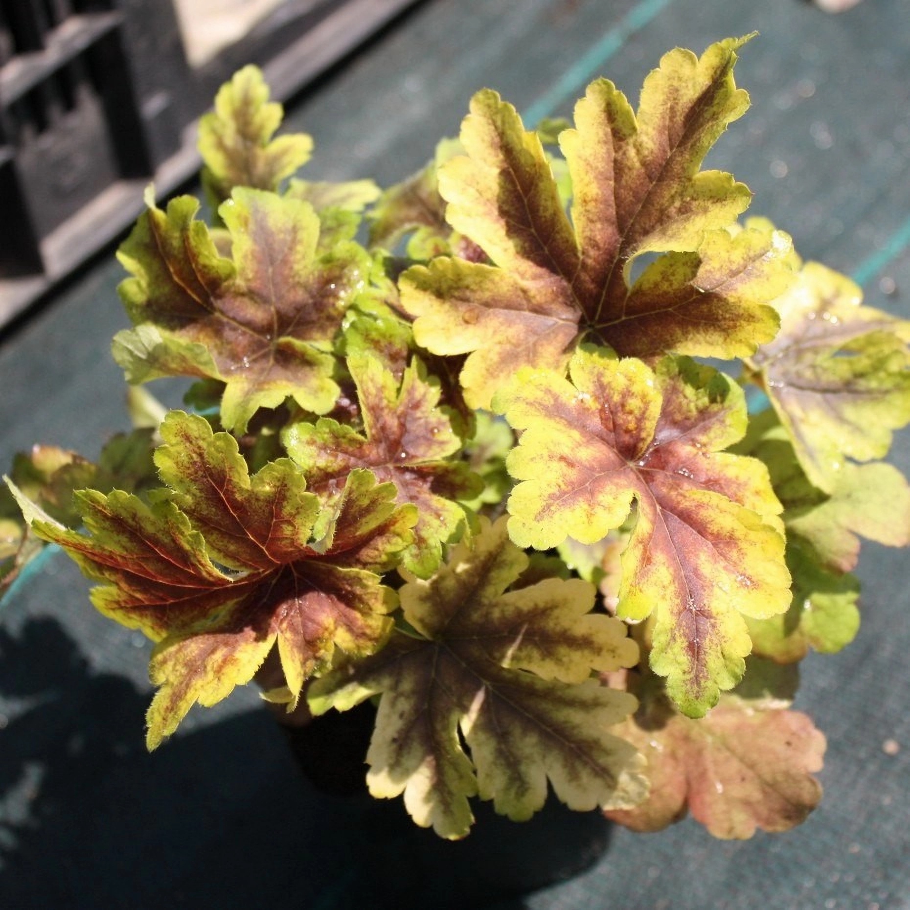 Превью изображения