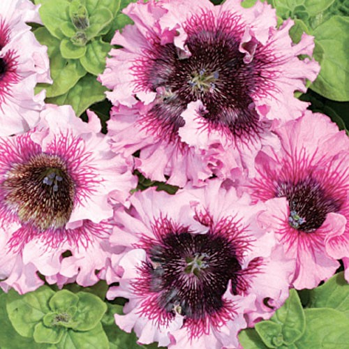 Превью изображения