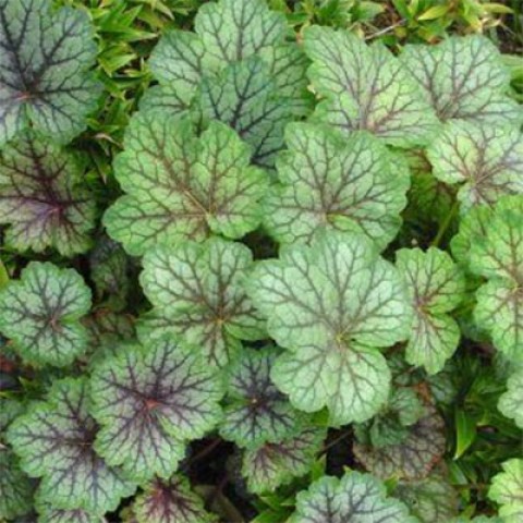 Превью изображения