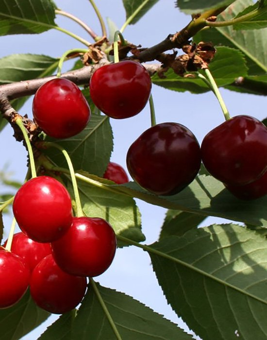 Превью изображения