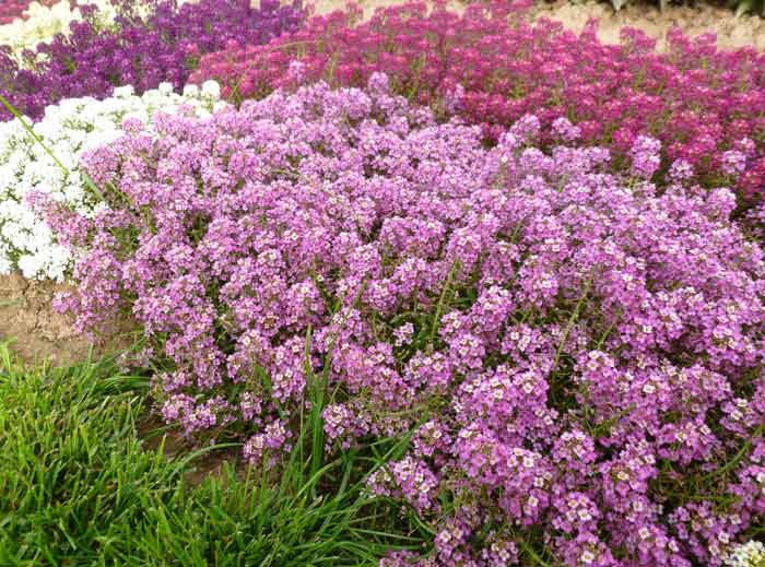 Превью изображения