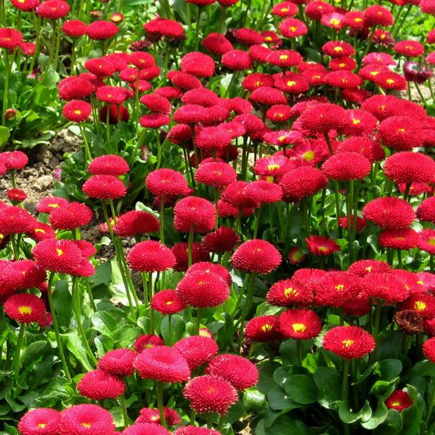 Превью изображения