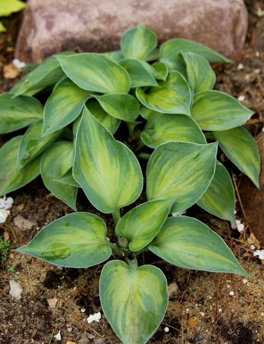 Превью изображения