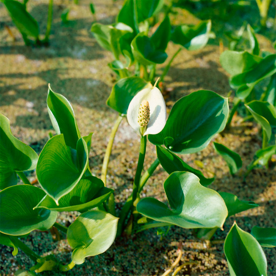 Превью изображения