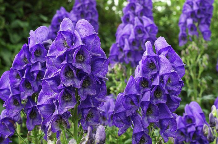 Превью изображения