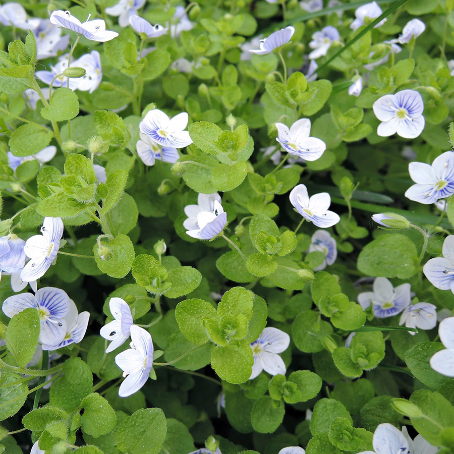 Превью изображения