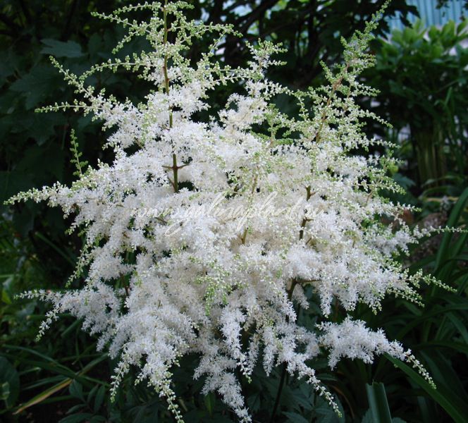 Превью изображения