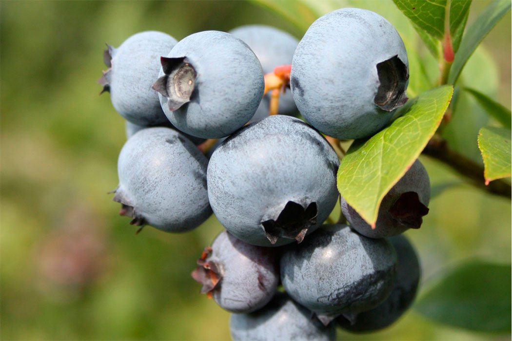 Превью изображения