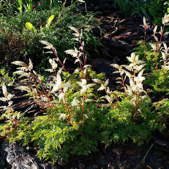 Превью изображения