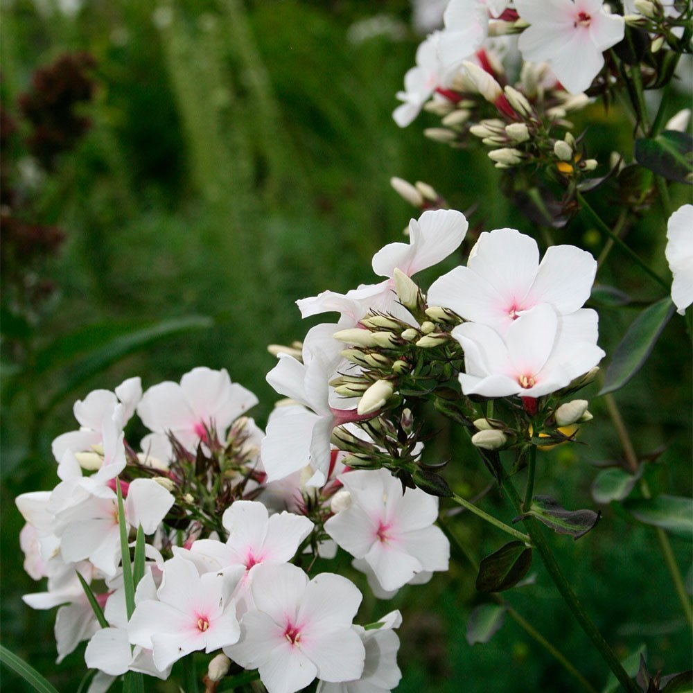 Превью изображения