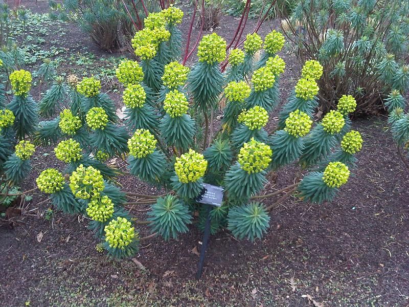 Превью изображения