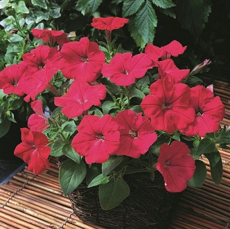 Превью изображения