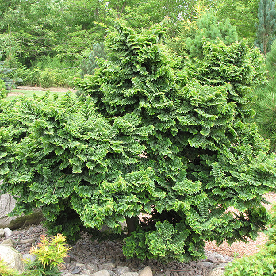 Превью изображения