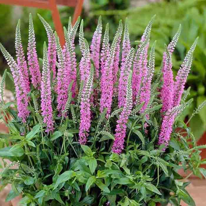 Превью изображения