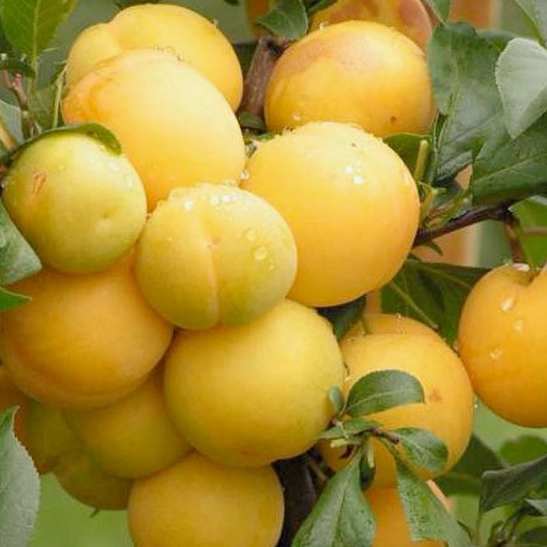 Превью изображения