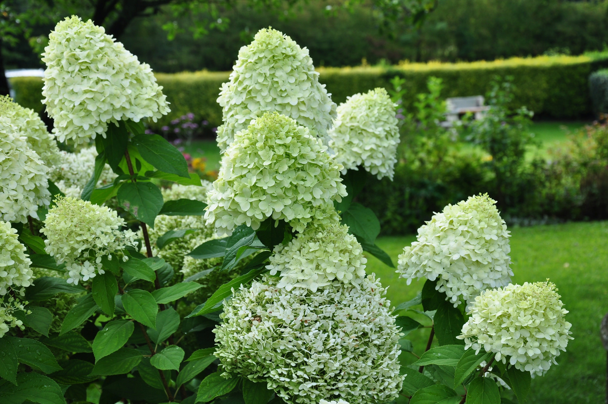 Превью изображения