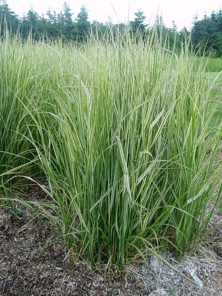 Превью изображения