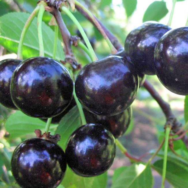 Превью изображения