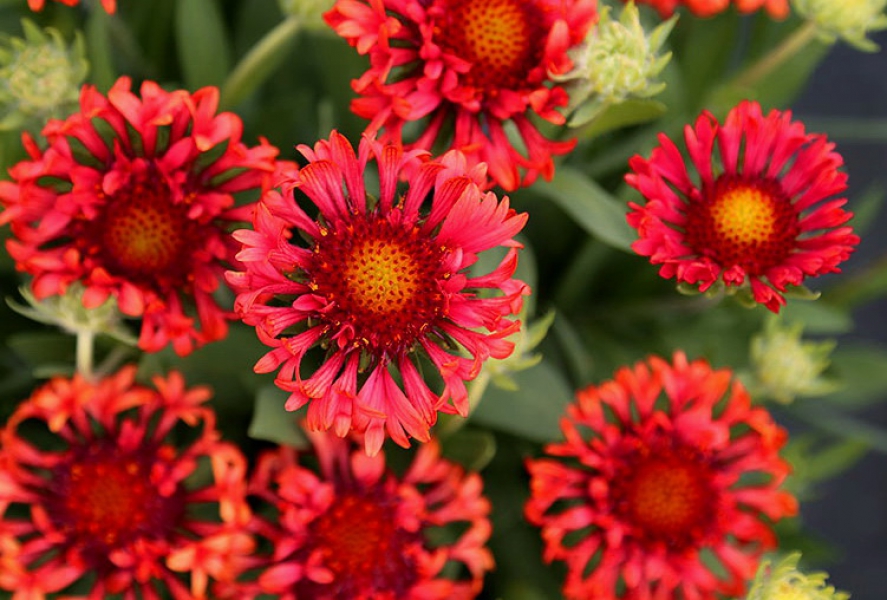 Превью изображения