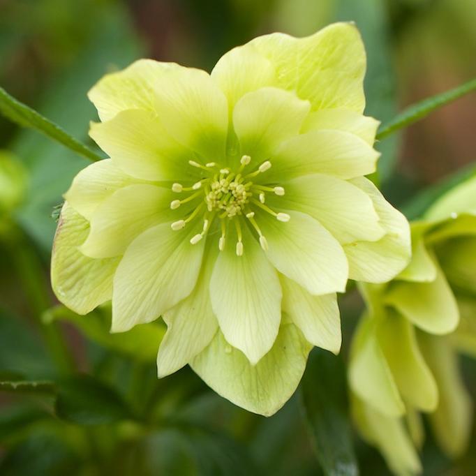 Превью изображения