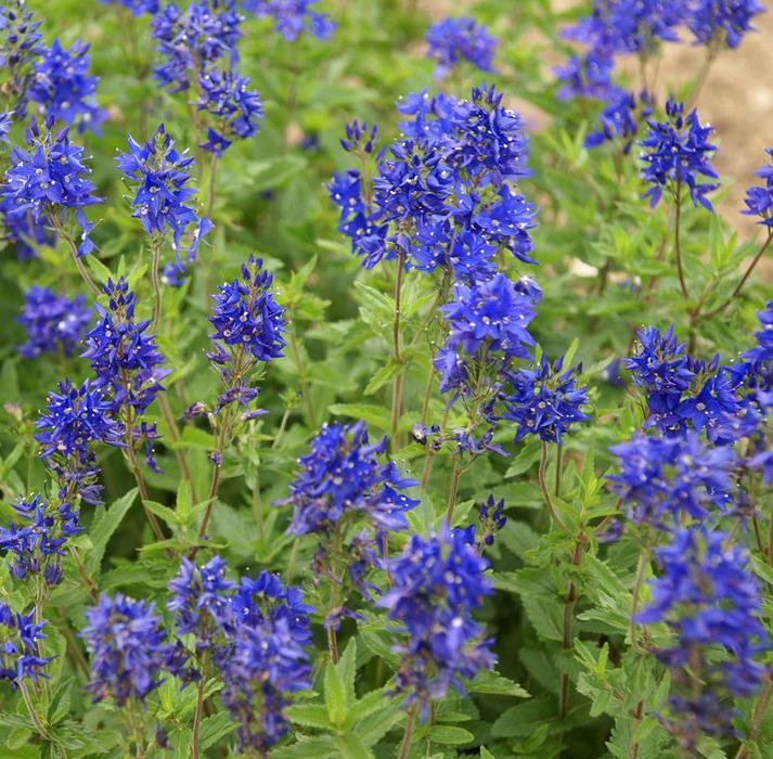 Превью изображения