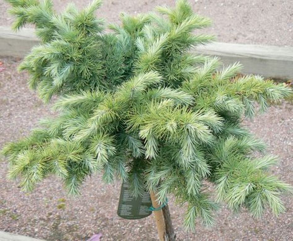 Превью изображения