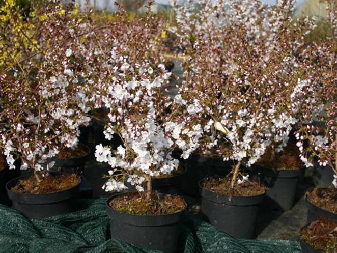 Превью изображения