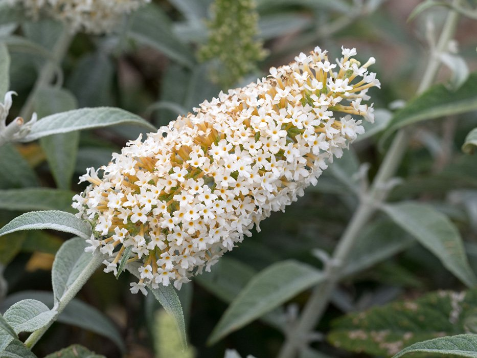 Превью изображения