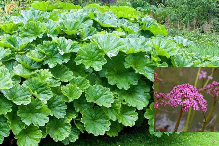 Превью изображения